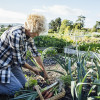 Tenant tending their allotment