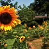 A close up of a yellow sunflower