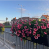 An image showing flower planters in full bloom