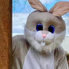Easter bunny charater close up
