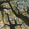 ash tree
