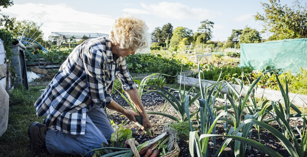 Tenant tending their allotment