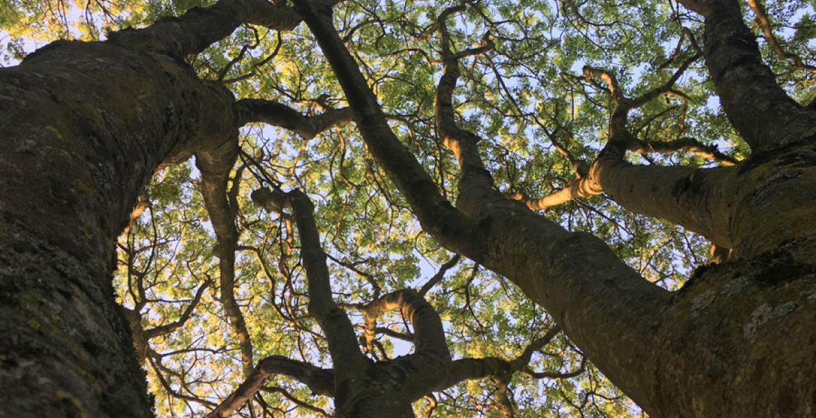 ash tree